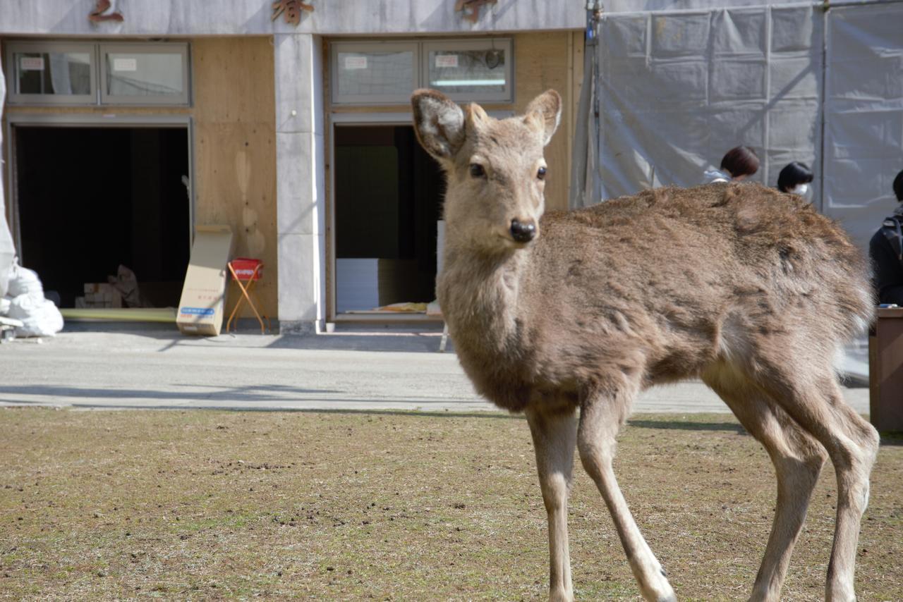 Mountain Home Lodge In Deer Park Nara Exteriér fotografie